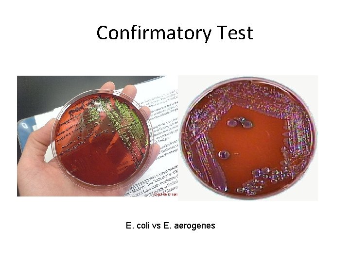 Confirmatory Test E. coli vs E. aerogenes  Confirmatory Test E. coli vs E. aerogenes