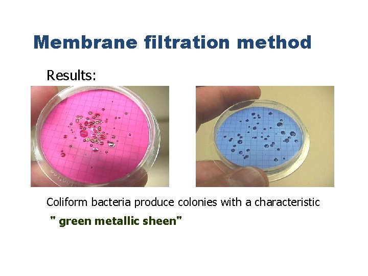 Membrane filtration method Results: Coliform bacteria produce colonies with a characteristic " green metallic Membrane filtration method Results: Coliform bacteria produce colonies with a characteristic " green metallic