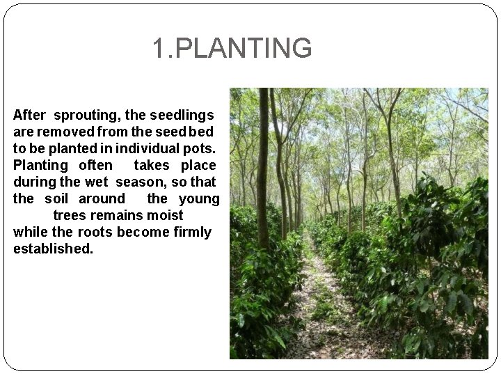 1. PLANTING After sprouting, the seedlings are removed from the seed bed to be