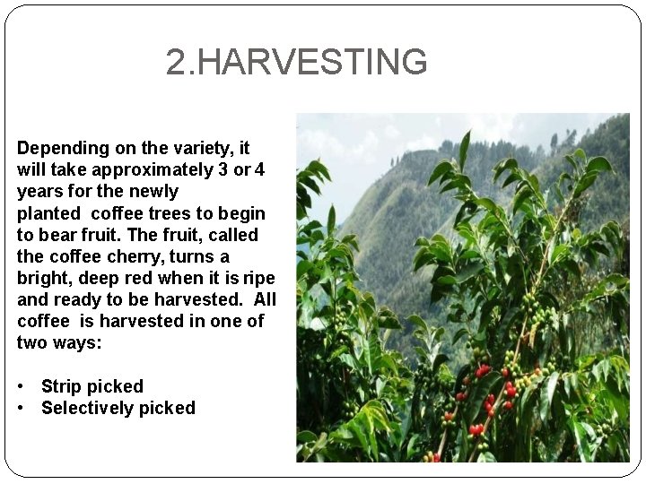 2. HARVESTING Depending on the variety, it will take approximately 3 or 4 years