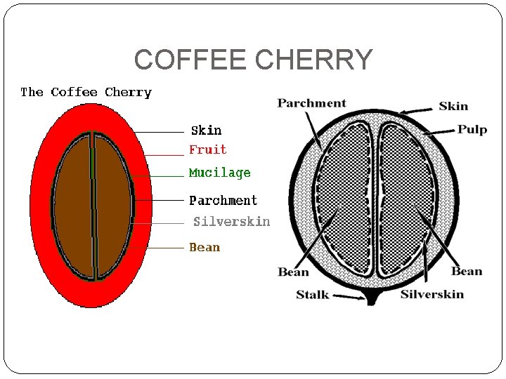 COFFEE CHERRY 