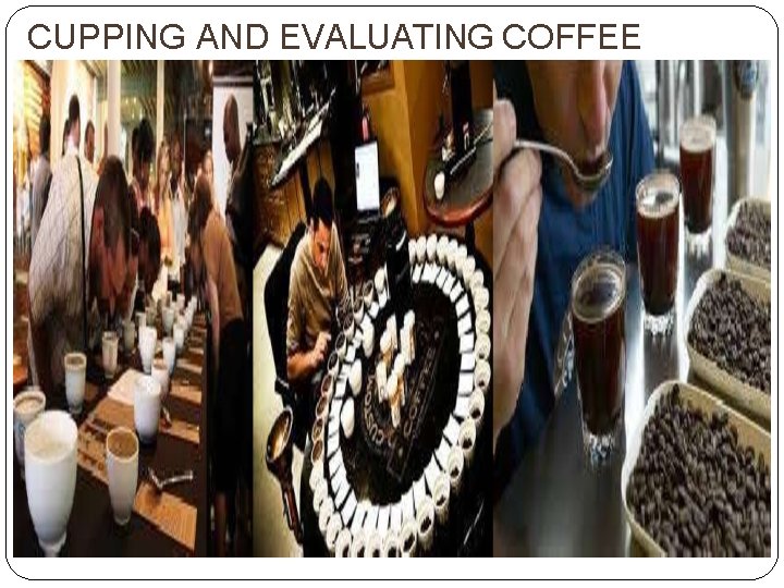 CUPPING AND EVALUATING COFFEE 