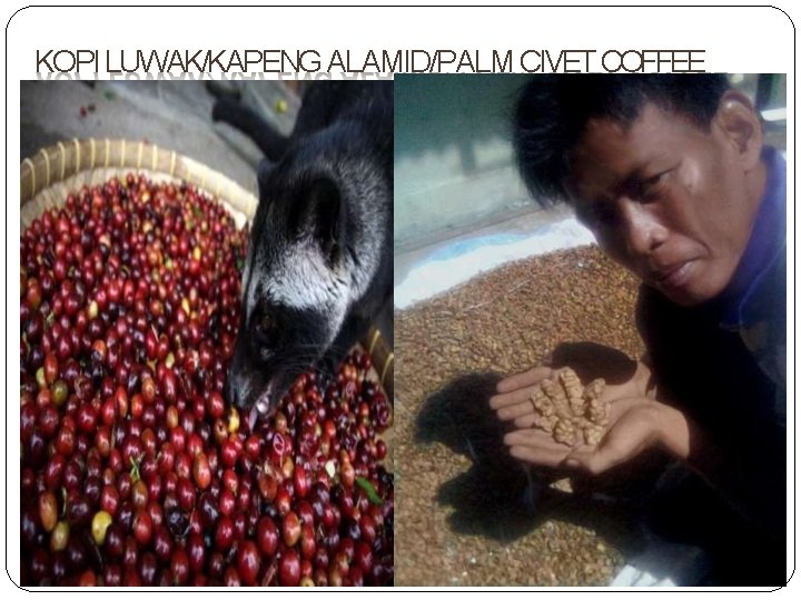 KOPI LUWAK/KAPENG ALAMID/PALM CIVET COFFEE 