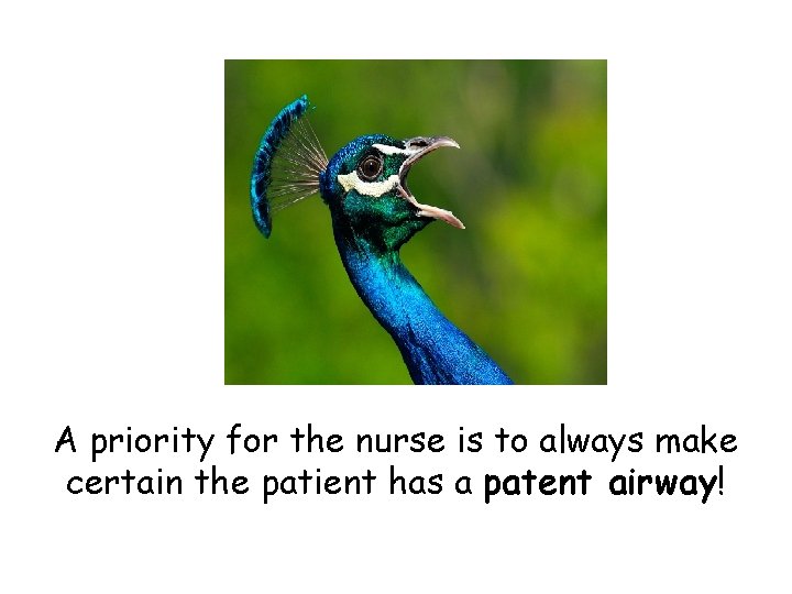 A priority for the nurse is to always make certain the patient has a