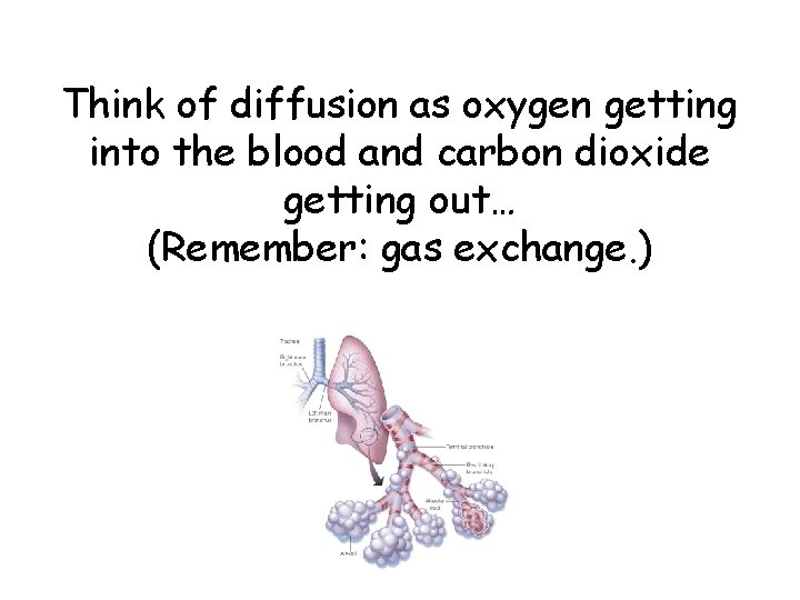 Think of diffusion as oxygen getting into the blood and carbon dioxide getting out…