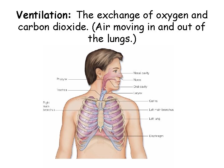Ventilation: The exchange of oxygen and carbon dioxide. (Air moving in and out of
