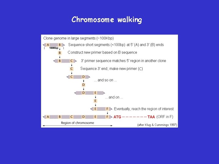 Chromosome walking 