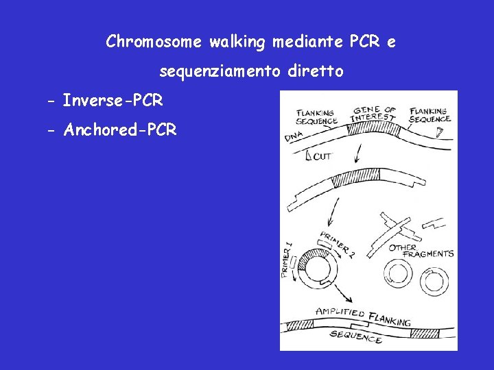 Chromosome walking mediante PCR e sequenziamento diretto - Inverse-PCR - Anchored-PCR 