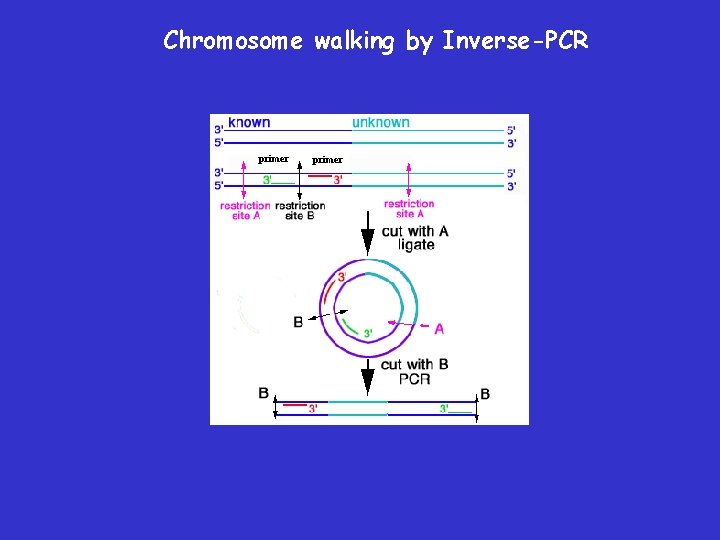 Chromosome walking by Inverse-PCR primer 