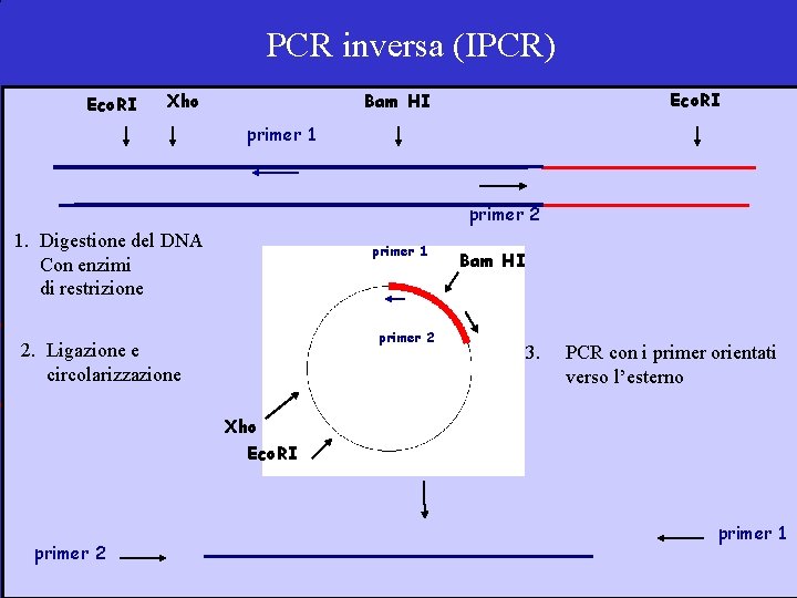 PCR inversa (IPCR) Eco. RI Xho Eco. RI Bam HI primer 1 primer 2