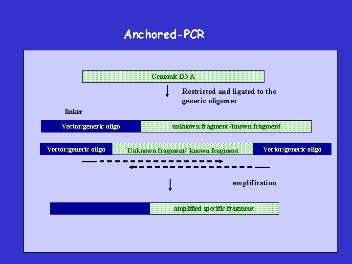 Anchored-PCR Genomic DNA Restricted and ligated to the generic oligomer linker Vector/generic oligo unknown