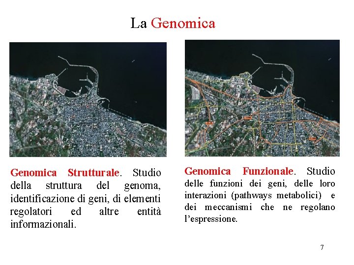 La Genomica Strutturale. Studio della struttura del genoma, identificazione di geni, di elementi regolatori