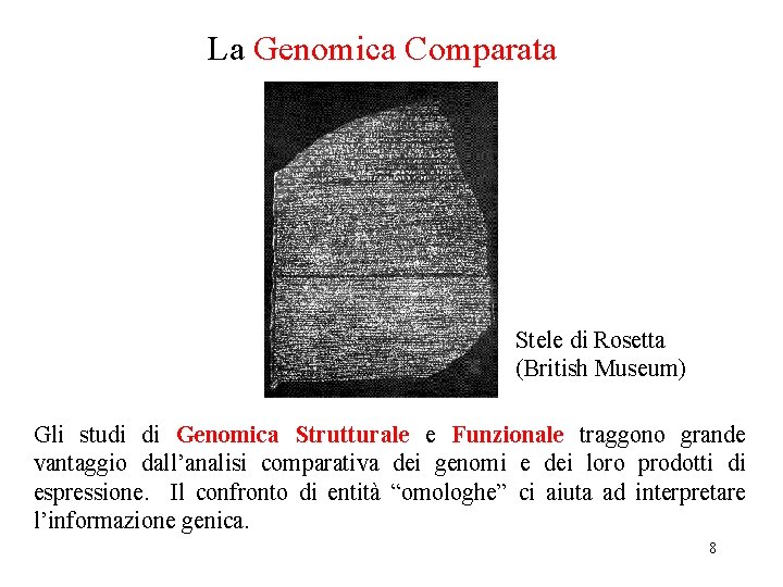 La Genomica Comparata Stele di Rosetta (British Museum) Gli studi di Genomica Strutturale e