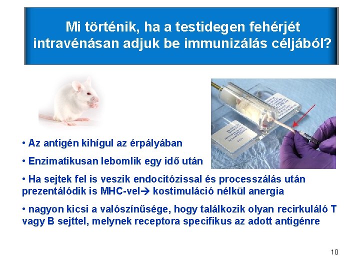 Mi történik, ha a testidegen fehérjét intravénásan adjuk be immunizálás céljából? • Az antigén