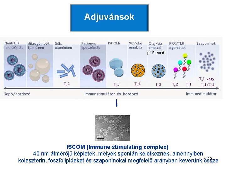 Adjuvánsok pl. Freund ISCOM (Immune stimulating complex) 40 nm átmérőjű képletek, melyek spontán keletkeznek,