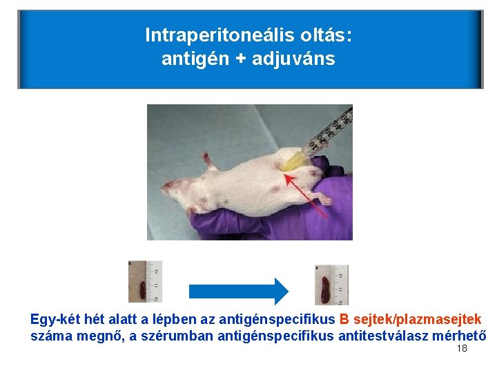 Intraperitoneális oltás: antigén + adjuváns Egy-két hét alatt a lépben az antigénspecifikus B sejtek/plazmasejtek