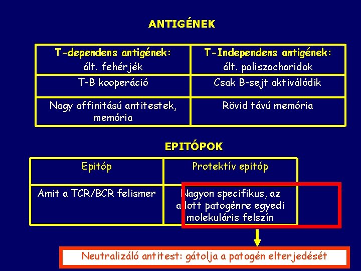 ANTIGÉNEK T-dependens antigének: ált. fehérjék T-Independens antigének: ált. poliszacharidok T-B kooperáció Csak B-sejt aktiválódik