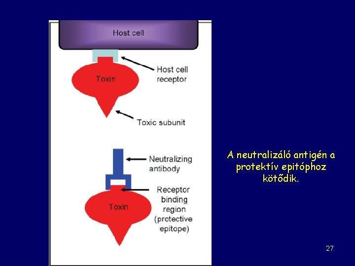 A neutralizáló antigén a protektív epitóphoz kötődik. 27 