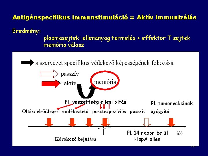 Antigénspecifikus immunstimuláció = Aktív immunizálás Eredmény: plazmasejtek: ellenanyag termelés + effektor T sejtek memória