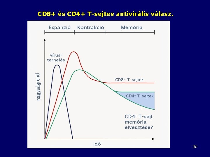 CD 8+ és CD 4+ T-sejtes antivirális válasz. 35 