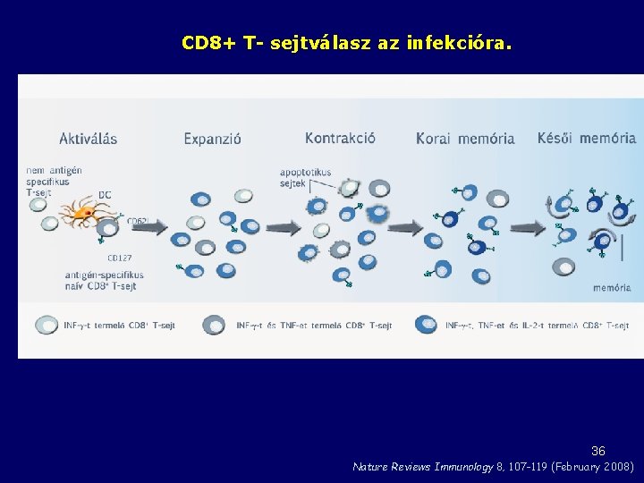 CD 8+ T- sejtválasz az infekcióra. 36 Nature Reviews Immunology 8, 107 -119 (February