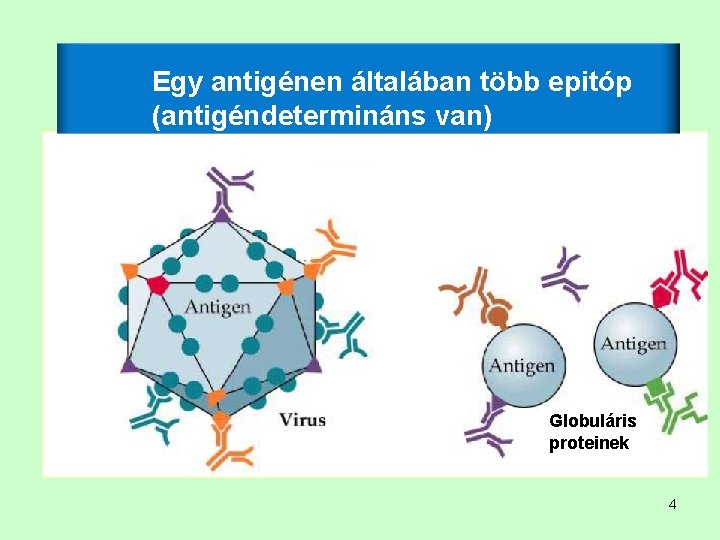 Egy antigénen általában több epitóp (antigéndetermináns van) Globuláris proteinek 4 