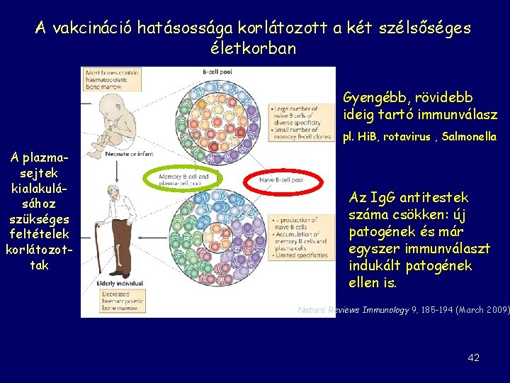 A vakcináció hatásossága korlátozott a két szélsőséges életkorban Gyengébb, rövidebb ideig tartó immunválasz pl.