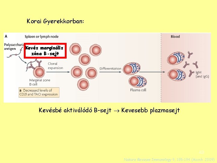 Korai Gyerekkorban: Kevés marginális zóna B-sejt Kevésbé aktiválódó B-sejt Kevesebb plazmasejt 43 Nature Reviews