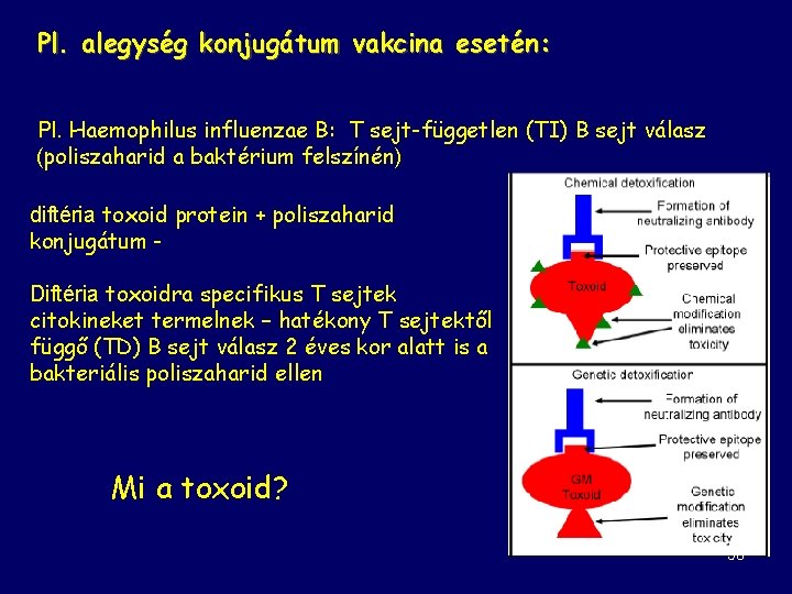 Pl. alegység konjugátum vakcina esetén: Pl. Haemophilus influenzae B: T sejt-független (TI) B sejt