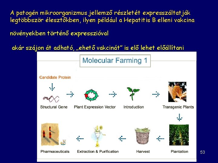 A patogén mikroorganizmus jellemző részletét expresszáltatják legtöbbször élesztőkben, ilyen például a Hepatitis B elleni