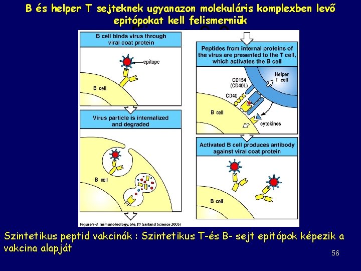 B és helper T sejteknek ugyanazon molekuláris komplexben levő epitópokat kell felismerniük Figure 9