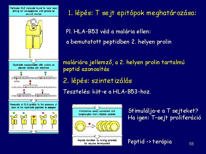 1. lépés: T sejt epitópok meghatározása: Pl. HLA-B 53 véd a malária ellen: a