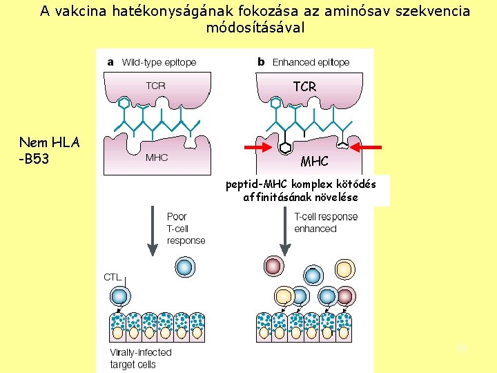 A vakcina hatékonyságának fokozása az aminósav szekvencia módosításával TCR Nem HLA -B 53 MHC