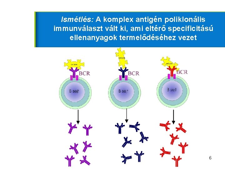 Ismétlés: A komplex antigén poliklonális immunválaszt vált ki, ami eltérő specificitású ellenanyagok termelődéséhez vezet
