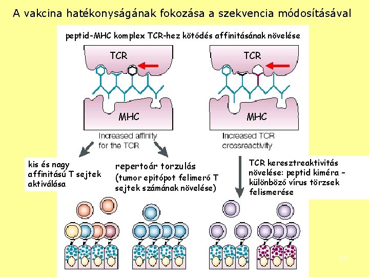 A vakcina hatékonyságának fokozása a szekvencia módosításával peptid-MHC komplex TCR-hez kötődés affinitásának növelése TCR