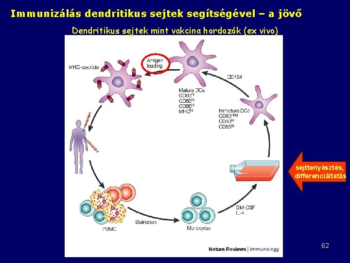 Immunizálás dendritikus sejtek segítségével – a jövő Dendritikus sejtek mint vakcina hordozók (ex vivo)