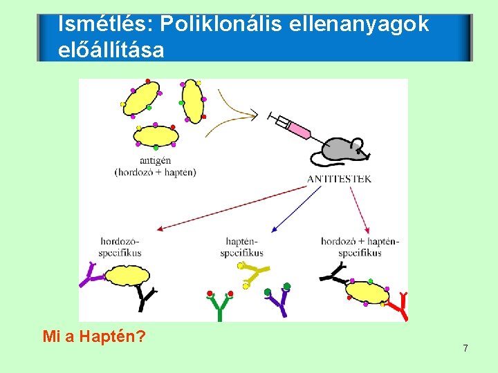 Ismétlés: Poliklonális ellenanyagok előállítása Mi a Haptén? 7 