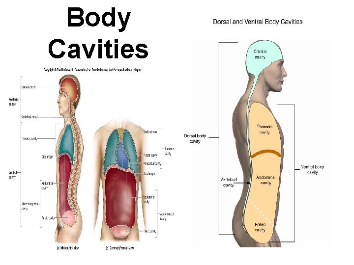 Body Cavities 