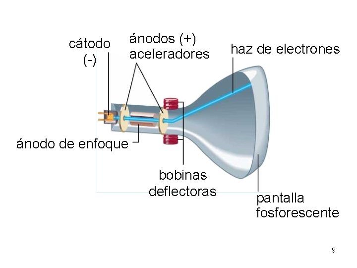 cátodo (-) ánodos (+) aceleradores haz de electrones ánodo de enfoque bobinas deflectoras pantalla