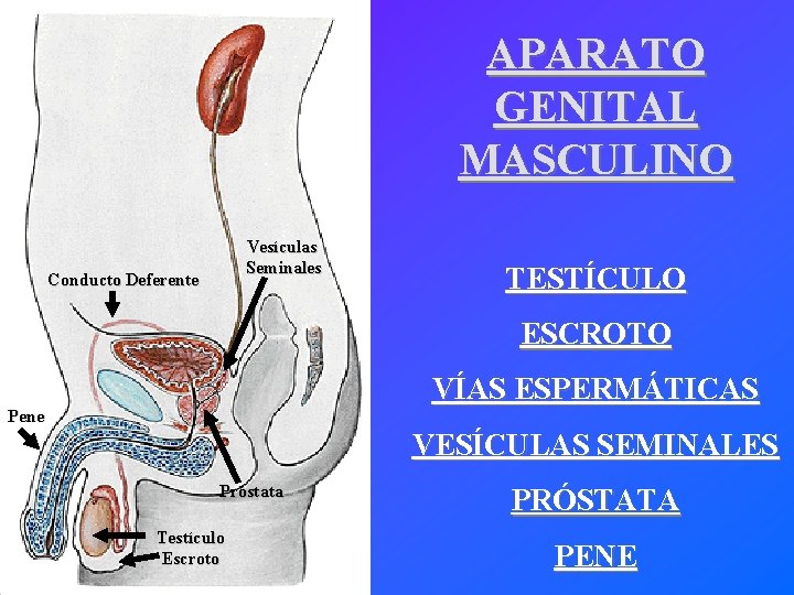 APARATO GENITAL MASCULINO Vesículas Seminales Conducto Deferente TESTÍCULO ESCROTO VÍAS ESPERMÁTICAS Pene VESÍCULAS SEMINALES