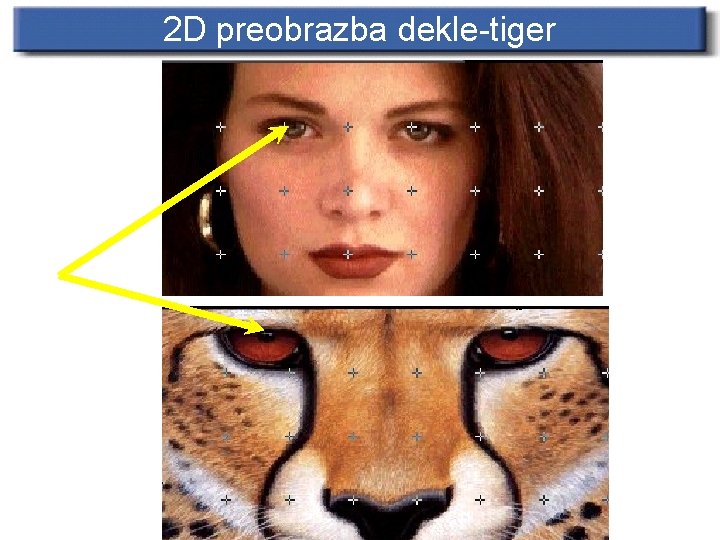 2 D preobrazba dekle-tiger 