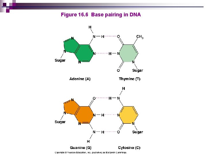 Figure 16. 6 Base pairing in DNA 