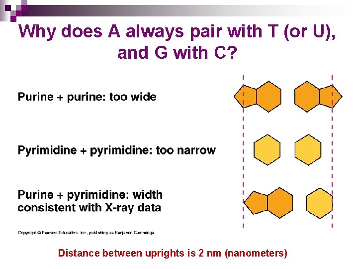 Why does A always pair with T (or U), and G with C? Distance