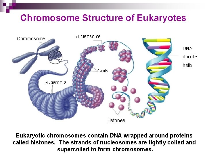 Chromosome Structure of Eukaryotes Eukaryotic chromosomes contain DNA wrapped around proteins Go tocalled histones.