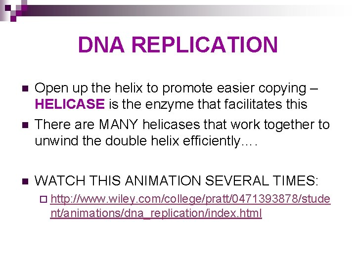 DNA REPLICATION n n n Open up the helix to promote easier copying –