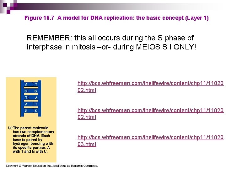 Figure 16. 7 A model for DNA replication: the basic concept (Layer 1) REMEMBER: