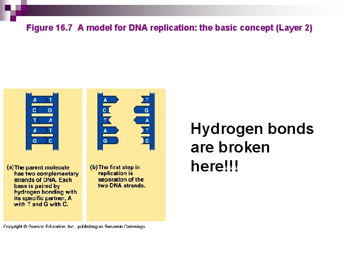 Figure 16. 7 A model for DNA replication: the basic concept (Layer 2) Hydrogen