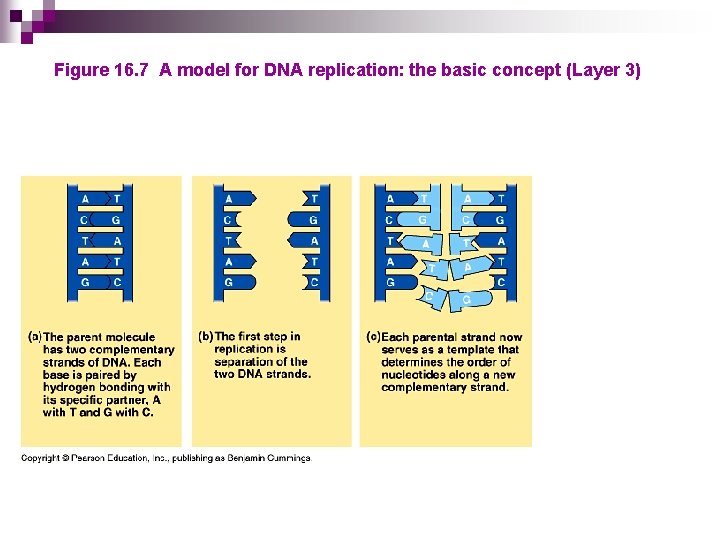 Figure 16. 7 A model for DNA replication: the basic concept (Layer 3) 
