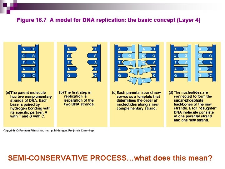 Figure 16. 7 A model for DNA replication: the basic concept (Layer 4) SEMI-CONSERVATIVE