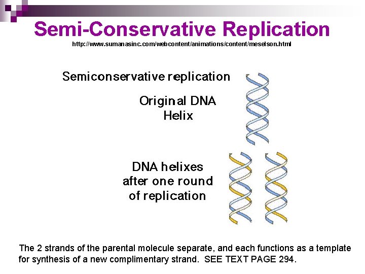 Semi-Conservative Replication http: //www. sumanasinc. com/webcontent/animations/content/meselson. html The 2 strands of the parental molecule